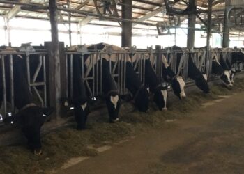 畜試所優化配方減碳成效提升12% 泌乳牛低碳飼糧再精進 畜試所優化配方減碳成效提升12% 泌乳牛低碳飼糧再精進