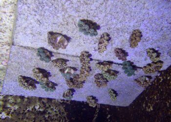 海保署攜手海生館推動硨磲貝復育　花蓮石梯坪展開瀕危海洋生物放流行動